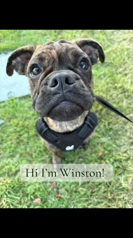 Share your pups in the comments ❤️ #dogtoys #boxer #dogsoftiktok #creatorsearchinsights #bestfriend 