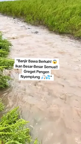 Banjir kali ini bener-bener bawa berkah! 😍 Ikan besar-besar bermunculan, berenang bebas di air meluap. Yang lihat pasti greget pengen cepet pulang ambil alat buat nangkap! 😂 Kalau kejadian kayak gini di tempatmu, kamu ikut nyemplung gak? 👇🎣 #MancingMania #IkanBesar #BanjirBerkah #ViralMancing #FenomenaSawah