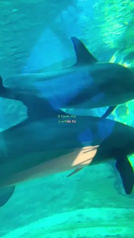 i did that trend where you upload a photo & it gives you a sound 🫠 #georgiaaquarium 