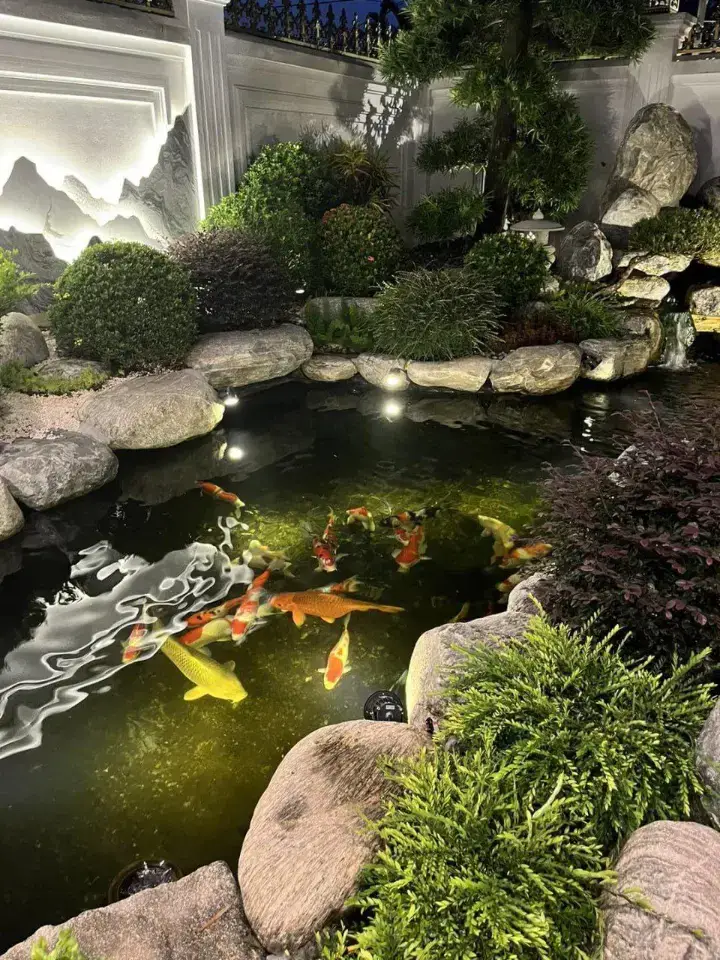 Hồ cá đẹp thật