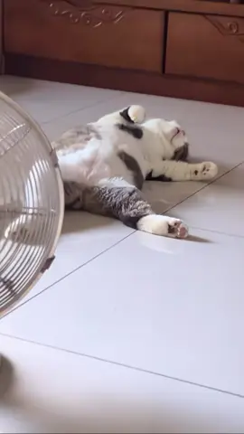 #cattiktok #cat #ทาสแมว #เทรนด์วันนี้ #เปิดการมองเห็น 