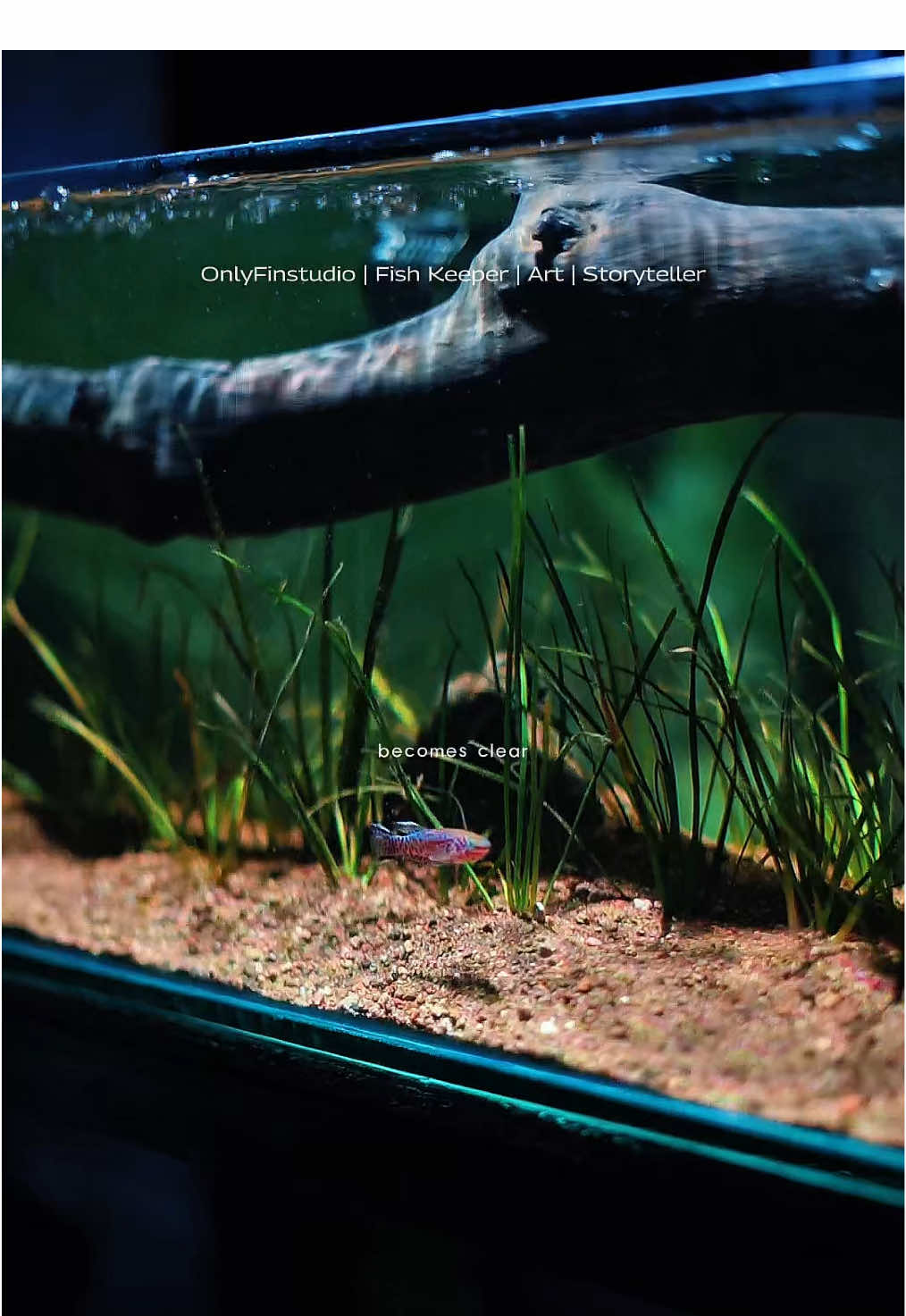 Setup yg barunya udah ada penghuninya sekarang ☺️ | Filter Canister EHEIM Classic 350 by @Eheim Indonesia #fyp #fishtanksetup #aquascape 