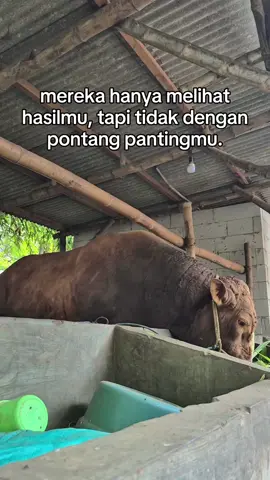 wong lio ngerti opo☺️#perintisbukanpewaris #peternakmuda #suksesbutuhproses #suksesmuda #motivation 