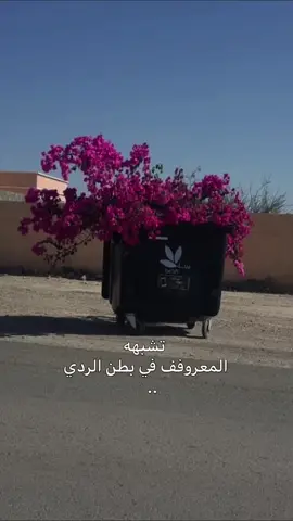 شفت الذي تعطيه حبك ويعطيك إهماله كان الورد في حاويات الزبالة . #fyp #الرقه_الحسكه_ديرالزور_الفرات #اكسبلورexplore❥🕊 