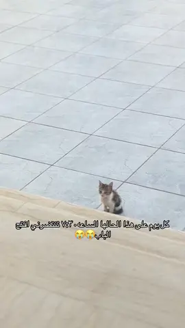 #مالي_خلق_احط_هاشتاقات🧢 #شعب_الصيني_ماله_حل😂😂 #بسه #قطه #لوسي 