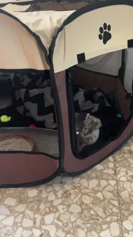 Una cassetta nuova per la pulce mannara,per iniziare,gratuitamente,a socializzare con le sorelle (che sono diffidenti e gelose) e per abituarsi all'ambiente casalingo. Finora,nonostante nel video non sembri (era affamata), sembra piacergli molto. Tra l'altro è bella grande! Dovrò pagarci l'IMU😂😂😂❤️🐯🐈 #cats #gattini #catlovers #cutecat #meow @Minizar88 