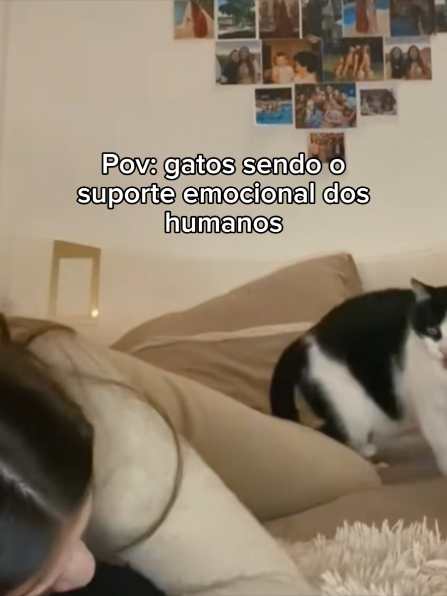 o último estranhando 😭😭😭😭 #fofo #gatos #animaisfofos #cachorro #gatosfofos 