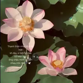 nhớ noiii🖤🕊️🥹#yennghinhanoi🖤 #thuongnoi #ongnoi #conthuongnoilam #connhonoiroi🖤 🕊️