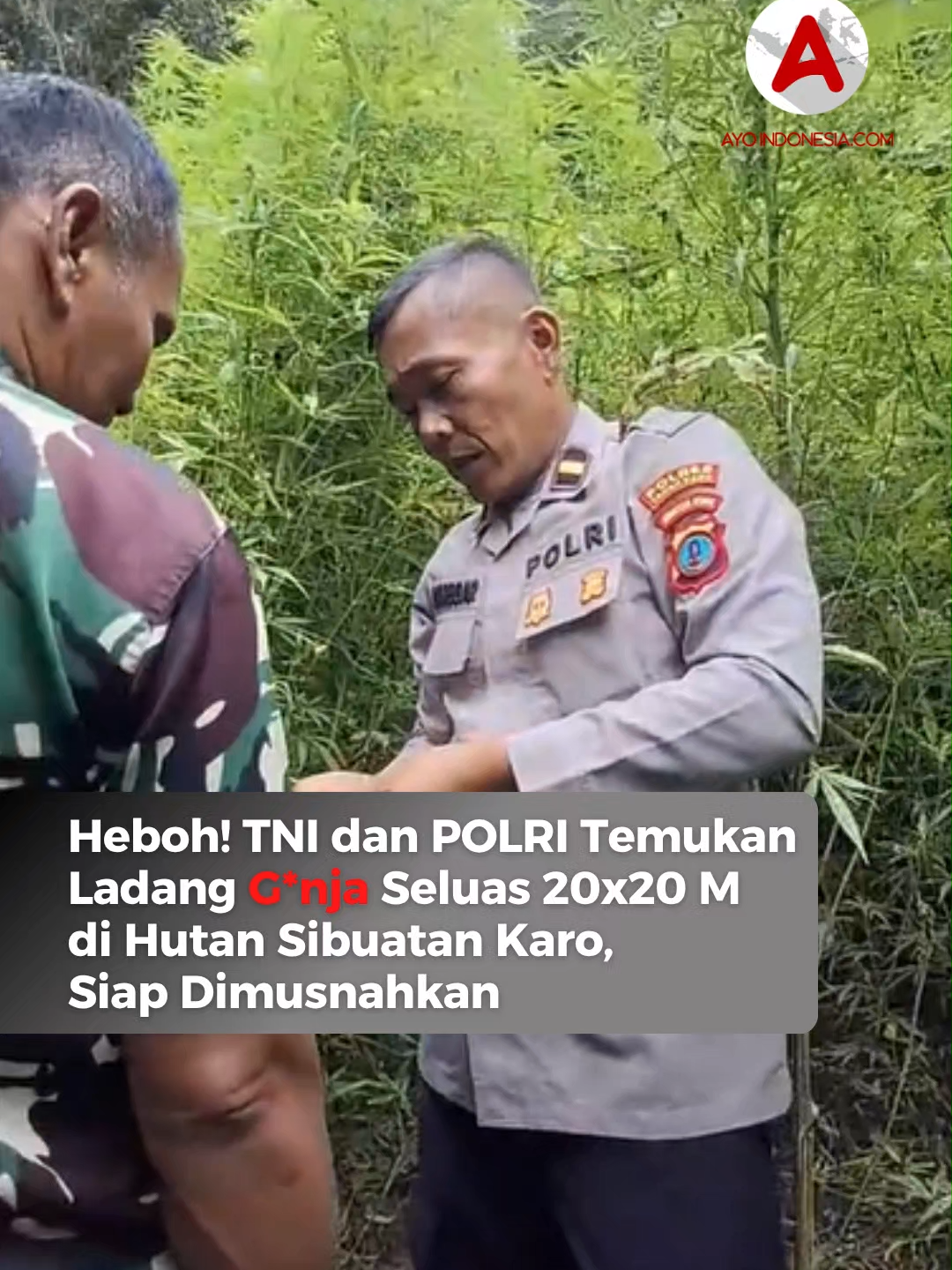 Personel TNI dan POLRI Tanah Karo menemukan ladang g*nja di kawasan hutan Sibuatan, Desa Pancur Batu, Kecamatan Merek, Kabupaten Karo, Sumatera Utara, pada Jumat (24/10). Lahan tersebut diperkirakan seluas 20x20 meter dan berada di area hutan yang sulit dijangkau. Penemuan itu bermula dari laporan seorang warga kepada Babinsa Koramil 02/Tigapanah sekitar pukul 09.00 WIB. Warga yang tidak ingin disebutkan namanya melaporkan adanya tanaman mencurigakan di tengah hutan yang diduga kuat merupakan g*nja. Menindaklanjuti laporan tersebut, petugas TNI langsung menuju lokasi dan memastikan bahwa tanaman tersebut benar adalah g*nja. Saat ini, penyisiran di sekitar area masih berlangsung untuk memastikan tidak ada ladang lain yang tersembunyi di kawasan tersebut. Kepala Desa Pancur Batu, Sahe Munte (48), bersama Kepala Dusun I, Benni Munte (44), membenarkan bahwa lahan itu berada di wilayah mereka. Namun, keduanya mengaku belum mengetahui siapa pihak yang menanam tanaman terlarang tersebut. Rencananya, ladang g*nja tersebut akan dimusnahkan oleh pihak berwenang pada Sabtu (25/10/2025) hari ini setelah dilakukan pemeriksaan dan pendataan lebih lanjut. Follow terus @ayoindonesiacom untuk update terkini #karo #sumut #hutansibuatan