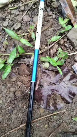 resepsine makani iwak#wader#mancingliaran#mancing wader teknik pelampung 