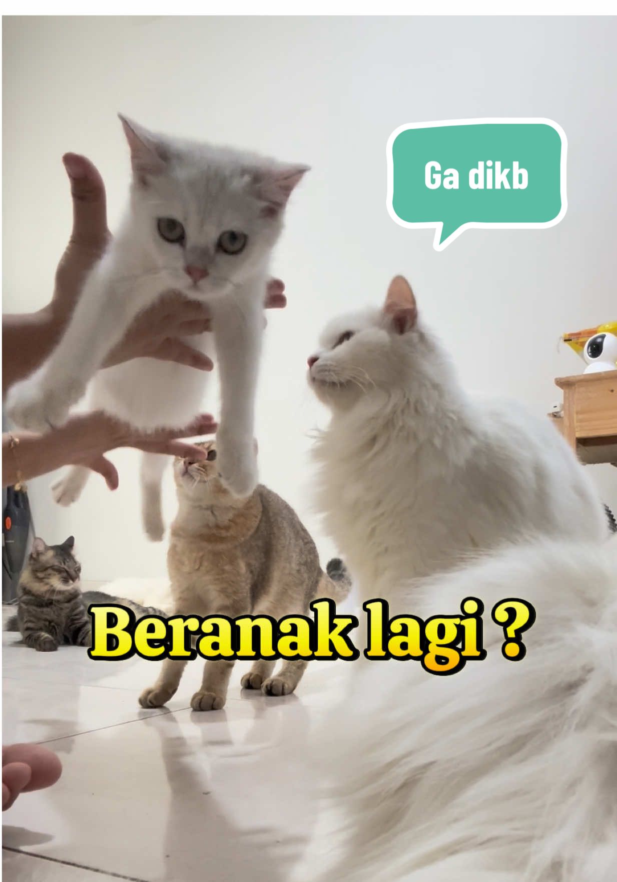 Menurutku negbantu banget ! Selagi belum steril biar aku pake ini buat menurunkan birahi dan biar kucingku ga stres berat !  . . #birahigo #atasikucingbirahi #kucingkawin #fyp #goldenpawid @goldenpaw.id 