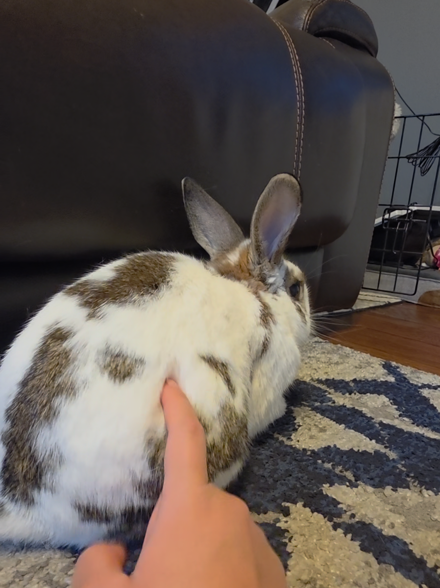 *gets poked 1,000 times* #rabbit #bunny 
