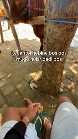 donggakne ae#peternakmuda #perternaksapi 