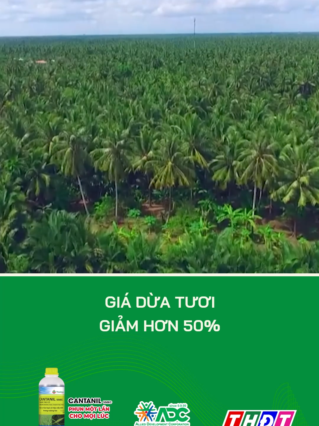 Giá dừa tươi Vĩnh Long giảm hơn 50% #dongthap #thdt #dongthaptv #tiktokthdt #mcv #truyenhinhdongthap #tiktoknews