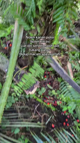 #promomakangajian #sawit #sawitontiktok #fyp #beranda 