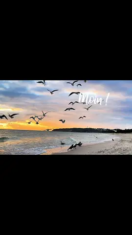 Wir wünschen allen einen wunderbaren Samstag Morgen. ⚓️🥰🌅🐾 @🍀💚_nature_and_more_💚🍀 Danke das es dich gibt, mein Schatz 🥰🫶⚓️🥰❣️#moin #seagull #möwen #meerliebe 