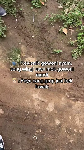 🤣😂#fypシ゚ #ayambangkoksuper #ayambangkokindinesia#masukberandafyp #ayampamangon 