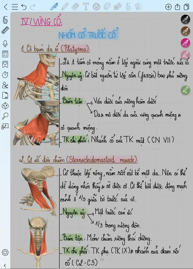 •Gập cổ và cúi đầu về trước, giúp điều chỉnh tư thế khi nhìn điện thoại, đọc sách. •Hỗ trợ nuốt, nói và hô hấp (do liên quan tới thanh quản và khí quản). •Ổn định cột sống cổ trước, giảm áp lực lên đốt sống cổ. - - -> Nhóm cơ cổ giúp giữ vững đầu – cổ, hỗ trợ hô hấp , đồng thời ổn định tư thế trong mọi hoạt động: ngồi học, làm việc, thể thao, hay ngủ nghỉ. Do đó, cần tập luyện cân đối cả trước – bên – sau cổ để phòng mỏi, đau, lệch tư thế và chấn thương. #hocycogivui🧑🏻‍⚕️👩🏻‍⚕️💙  #vatlytrilieu  #humananatomy  #giaiphaucothenguoi  #hoccungtiktok  #pt  #platysma  #anteriorneckmuscles 