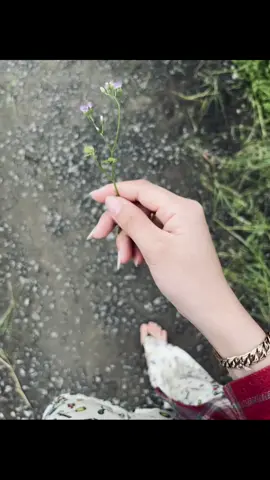 Ngày ấy anh tặng em nhành hoa dại..