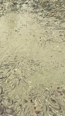 Có ai mê không? #fyp #foryou #xh #miềntây #bắtcá 