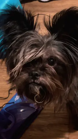 #emo #bearbear #dog #PetsOfTikTok #animals 