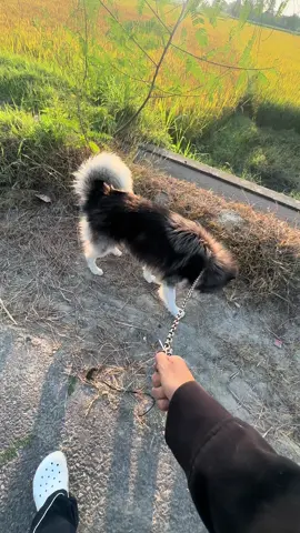 Haha😂#fyp#foryou#husky#dog #viral 