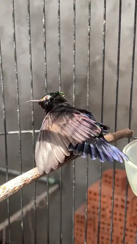 😂😂😂 #kolibrininjaindonesia #koninmania #kicaumaniaindonesia #konin #fypage 