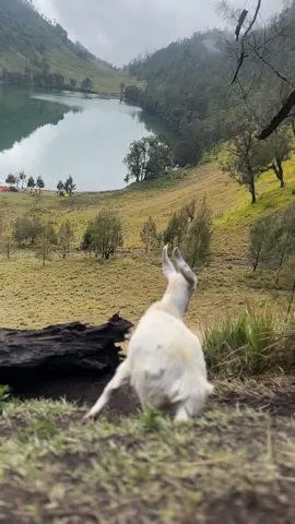 sugeng si kambing betina #ranukumbolo 