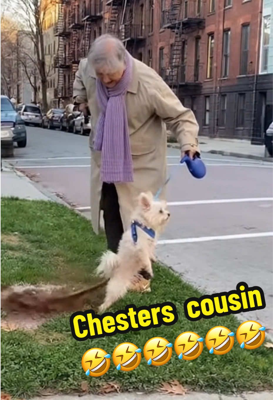 Since y’all ate the first one, so here’s round two featuring Chester’s long lost German cousin Buttercup!!! 🤣 🤣🤣(created using AI) #dog #grandma #funny #viral #ai @ContentKingOfficialPage 