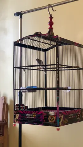 Monggo, paud panda rare kenari rasmi x bbsf, baru mutasi bulu, mulai kenarian tapi masih tipis.#kenari #kenaripaudbelajarbunyi #kenarigacor #kenaripanda 