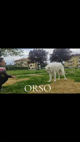 #orso #lastoriadiorso 