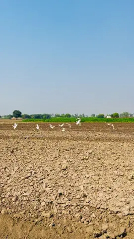 #pindawale #پنڈاں_والے #ساڈا_پنجاب🍁🥀 #foryou #viral #1millionviews 