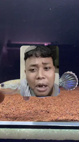 Mangkatt🧚‍♂️ #gabushias #channamaru #channastewarti #channamaruyellowsentarum #fyp @ab snakehead 