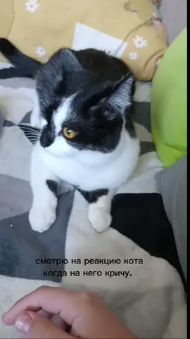 смотрю на реакцию кота когда на него кричу