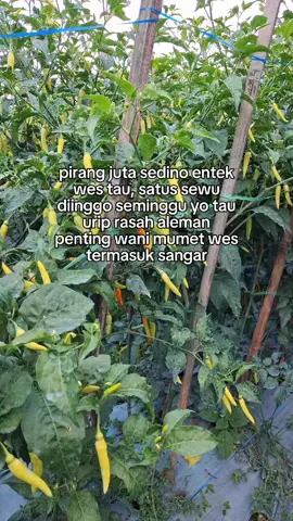 modal#nekat #cabairawit #petaniindonesia🇮🇩🇮🇩🇮🇩🌿🌿 