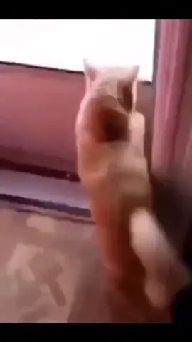 The cat saw an opportunity, took it, and immediately filed for a full refund. ❄️😂 Cat went from 'I'm a wild hunter' to 'I live here, bring me a blanket' in 0.5 seconds. The betrayal on those paws! #CatRegret #WinterIsCancelled #SnowDayFails #FunnyCatVideos #InstantRegret