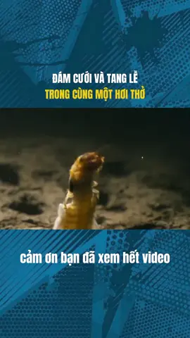 ĐÁM CƯỚI VÀ TANG LỄ TRONG CÙNG MỘT HƠI THỞ #khoahoc #LearnOnTikTok #khamphathegioi #fyp #khampha 