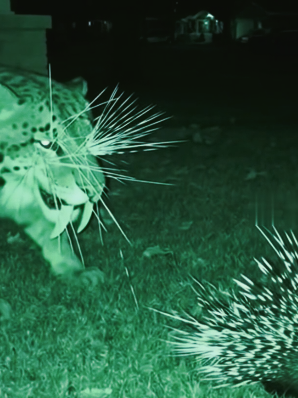 🦔 Porcupine vs Xenosmilus — The Prehistoric Clash! ⚔️🐆 In a rare night-vision capture straight out of the Ice Age, a Xenosmilus, the saber-toothed ambush predator, made the fatal mistake of getting too close to the spike master. One curious sniff… and BOOM! ⚡ A face full of flying quills! The ancient cat jumped back in agony, its legendary fangs no match for nature’s living armor. Porcupine – 1 | Xenosmilus – 0 🦔🔥 Even prehistoric predators learn fast — don’t mess with the porcupine. Follow @porcuworld for more Porcupine vs Opponents showdowns — where spikes always win! #fy #fyp #foryou #foryoupage #fyppppppppppppppppppppppp