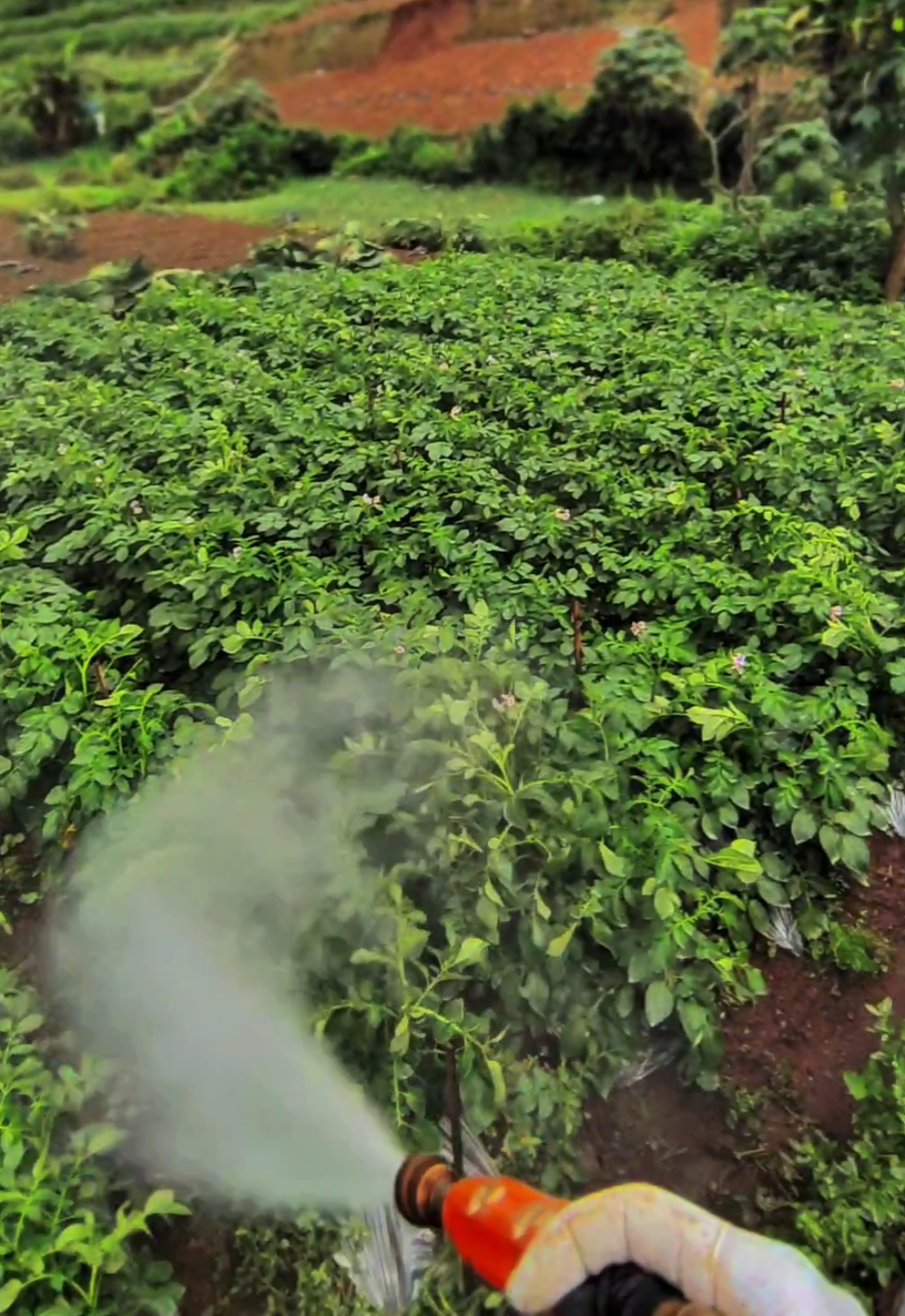 Kegiatan petani yang sedang melakukan penyemprotan pestisida untuk tanaman kentang berlokasi di sekitaran Dataran Tinggi Dieng, Jawa Tengah, Indonesia  Asal bibit dari G0 berukuran sebesar kelereng hasil keluaran Green House khusus tanaman kentang. Dan tanaman yang saat ini bertujuan untuk perbanyakan atau produksi G2 Interval awal penghujan sementara seminggu 2x penyemprotan dan bisa berubah sesuai kondisi tanaman, cuaca, dan lain-lain  Pestisida yang dipakai antara lain, Fungisida : 1. Klorotalonil 160gr  2. Mancozeb 300gr 3. Simoksanil 160gr 4. Propamokarb Hidroklorida 30ml Insektisida : 1. Diafentiuron 30ml ditambah sedikit pelekat Note : Pestisida yang dipakai berubah-ubah melihat situasi, kondisi, dan kebutuhan tanaman Se pancen mandan tak kumpliti keterangane lur tidak bermaksud apa-apa apamaneng nggaya, tetapi agar tidak terjadi hal yang seperti sebelumnya, yaitu nganu. Matursuwun dulur semoga nganu, aamiin #petanidieng  #diengwonosobo  #petaniindonesia🇮🇩🇮🇩🇮🇩🌿🌿 