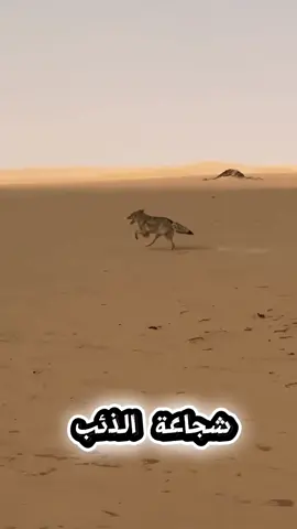 #الذئاب  