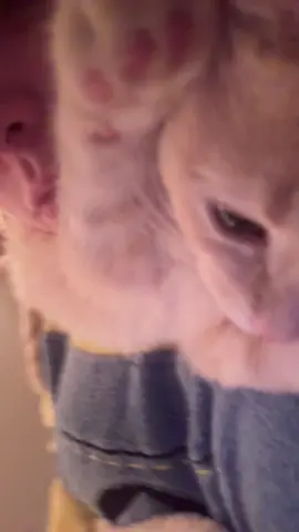 This is how I imagine tater tot talks  #cat #catsoftiktok #chowder#mustard 