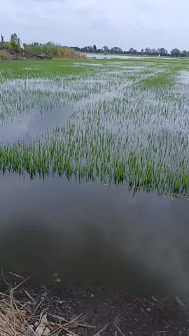 chỗ tui thất thủ rồi ae ơi🥹🥹🥹