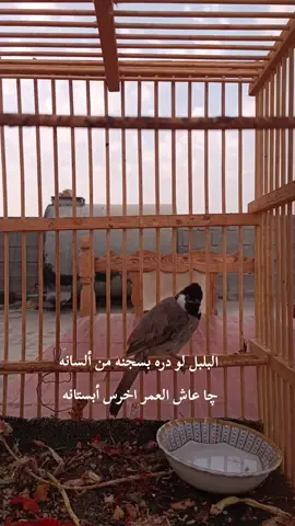 #بلابل_ابيض_الخدين #بلابل_ديالى_العراق #تصويري_احترافي_الاجواء👌🏻🕊😴 #تفاعلكم_يخليني_استمر😉❤ #صعدو_الفيديو #لايك_متابعه_حركة_الاكسبلور❤🦋explorer 