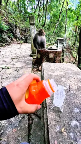 #tiktok #monkey #foryou 