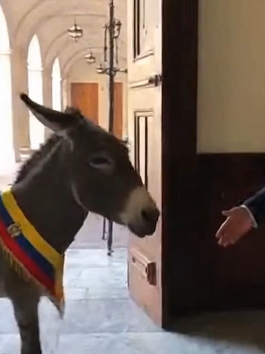 Noboa llegando a carondelet#funny #humor #viral #videoviral #sora2 #original #parodia #gracioso #parodiahumor🤣🤣 #octubre🎃 #IA #2025 #danielnoboa #ecuador #daniel_noboa #nobita #presidente#ecuatoriano #iva #2025 #diesel #corrupción #carondelet