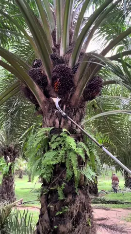 #เด็กตัดปาม🌴 #เด็กหลังเขา #เด็กใต้นครศรีธรรมราช #tiktok 