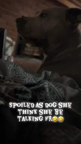 #pit #diamond #spoileddog #fyp 