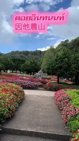 #ดอยอินทนนท์ #ดอกไม้ #วิวสวย #TikTokพาเที่ยว#yayaพาเที่ยว 