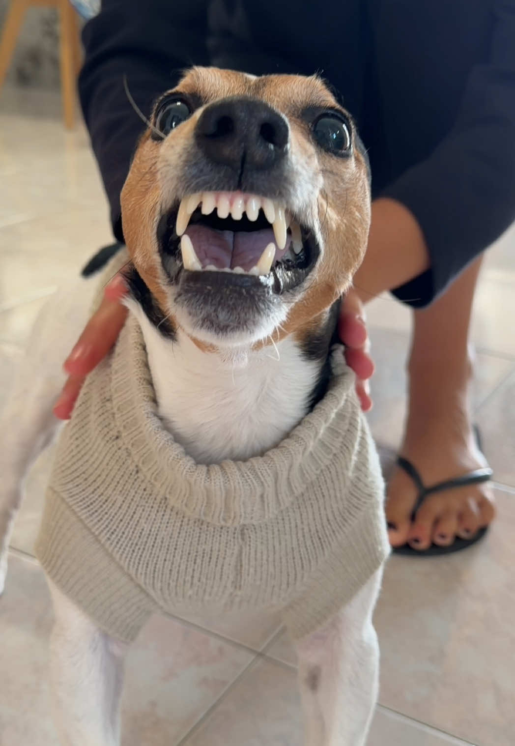 #jackrussell 