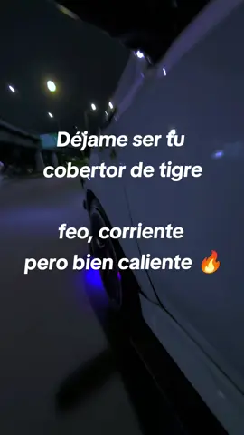 Déjame ser tu cobertor de tigre feo, corriente pero bien caliente 🔥